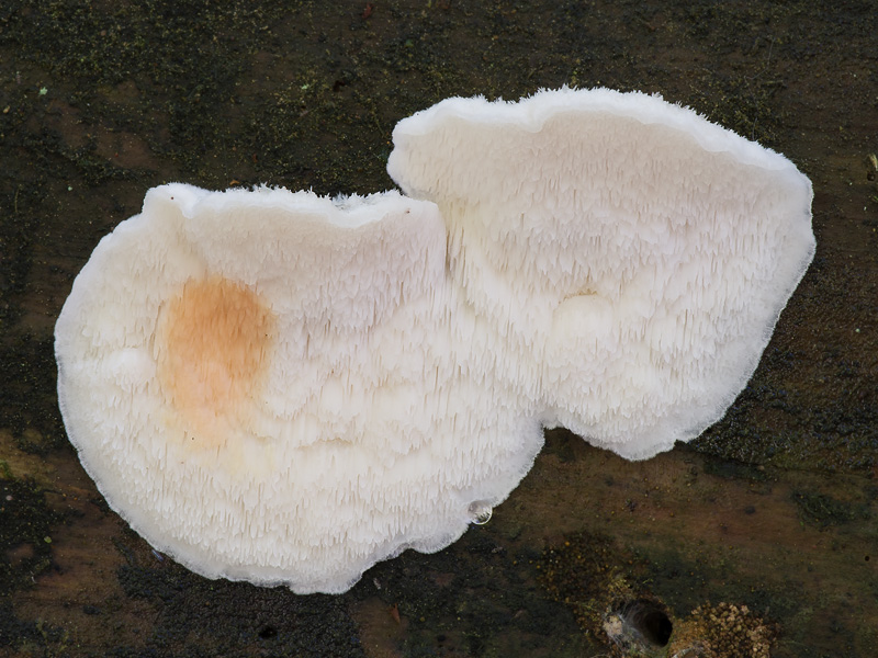 Oligoporus fragilis